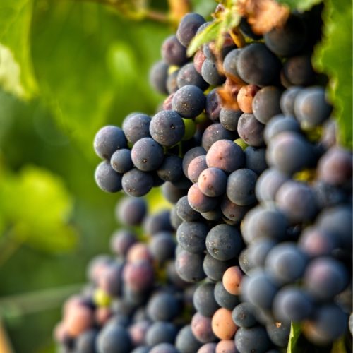 winery-1