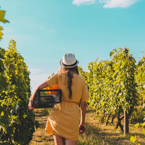winery-7