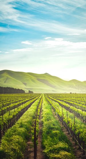 winery-8